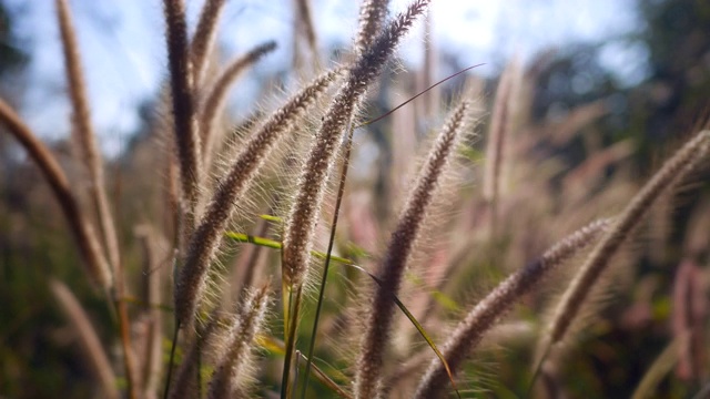 自然与风，草花逆风视频素材