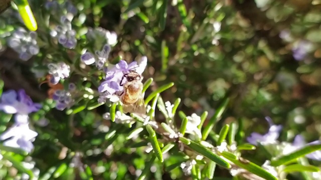 蜜蜂给盛开的迷迭香授粉后就飞走了。慢镜头宏。视频素材