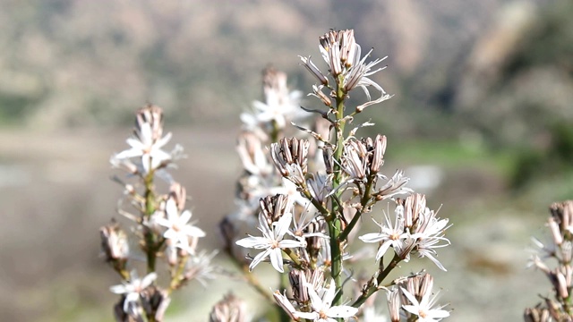 蜜蜂在花上采集蜂蜜视频素材