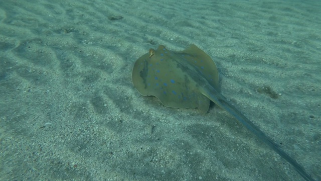 黄貂鱼快速游过沙底。蓝斑刺鱼(Taeniura lyma)。特写，水下拍摄，红海，埃及视频素材