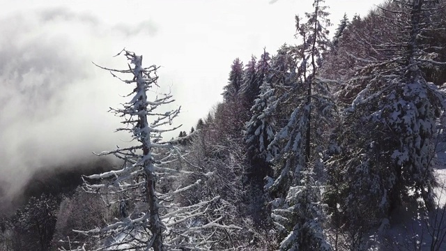 前面竖着一棵爬满雪的松树。视频素材