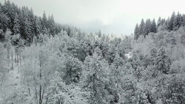 空中飞过白雪覆盖的树木视频素材