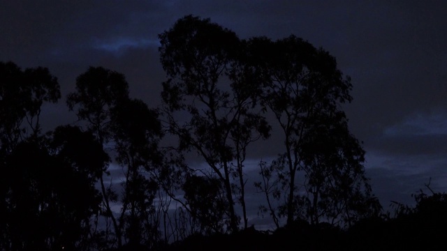 狐蝠在傍晚，飞离白天的地点，以水果为食，黑暗恐怖的夜晚景象。视频素材