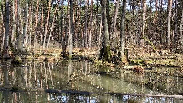 森林湿地视频素材