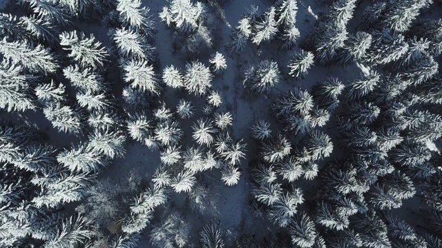 树与雪的空中垂直视图视频素材