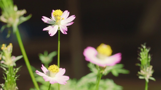 Aster kenikir花视频素材