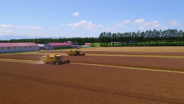 日本，北海道，麦田视频素材