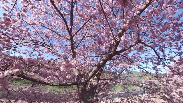 在川崎樱花下漫步视频素材