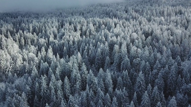 树与雪的空中垂直视图视频素材