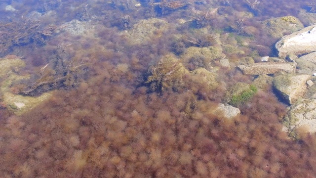 背景与浅棕色和绿色的海藻在海底透明的水。视频素材