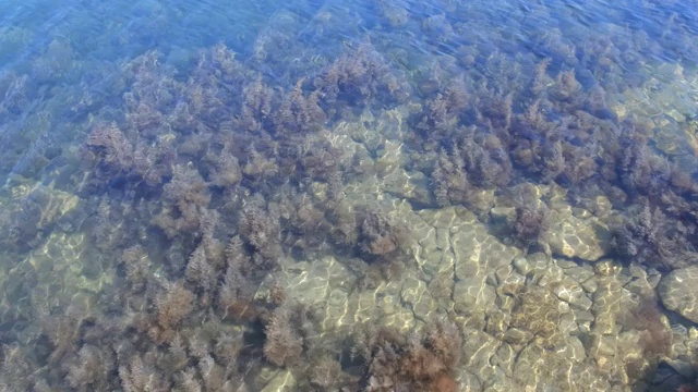 背景与海藻，石头和沙子在透明的海水上浅。视频素材