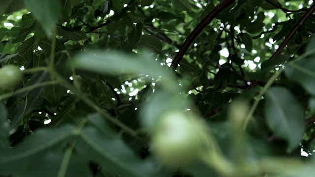 核桃在树枝上剥皮。花园里的树枝上有绿色的核桃。树枝上有核桃。树上的坚果。未成熟的核桃视频素材