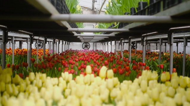 现代温室。在花园里种花。种植郁金香视频素材