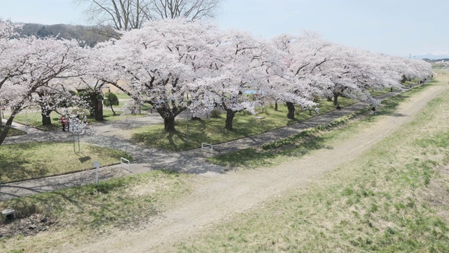 日本秋田角馆的日冲绳井川内川樱花树视频素材