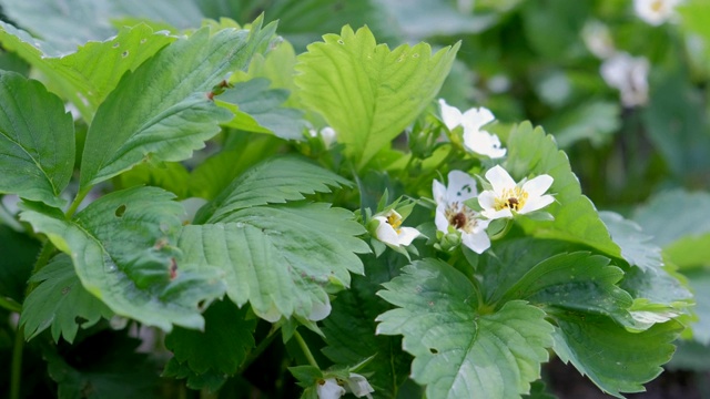 在农场、园艺和农作中种植盛开的草莓花。视频素材