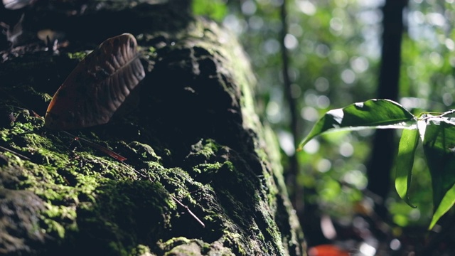 近距离观察岩石表面的青苔在早晨生长视频下载