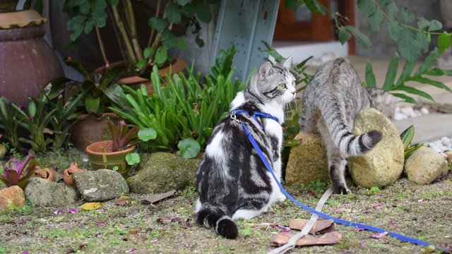 两只虎斑猫在花园里玩耍和放松视频素材