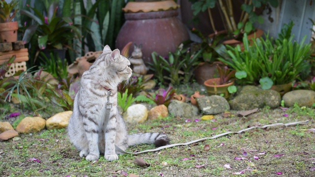 闭上美丽的黄色眼睛的虎斑猫放松在花园户外视频素材