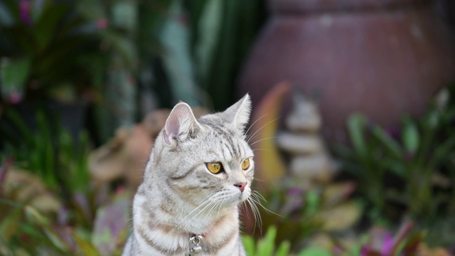 闭上美丽的黄色眼睛的虎斑猫放松在花园户外视频素材