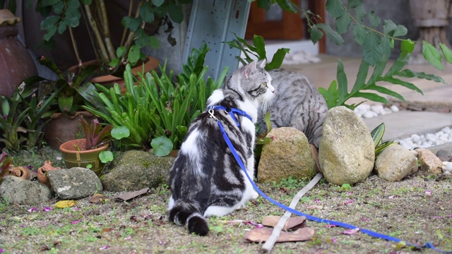 两只虎斑猫在花园里玩耍和放松视频素材