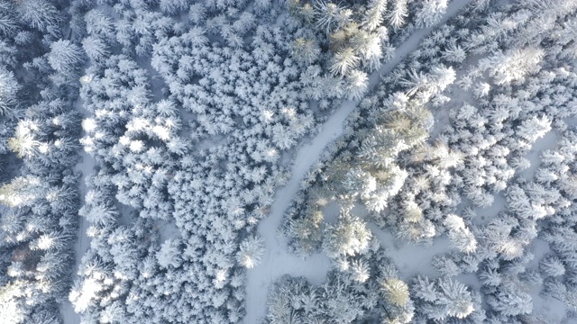 空中俯瞰拍摄的冬季云杉和松树林。被雪覆盖的树视频素材