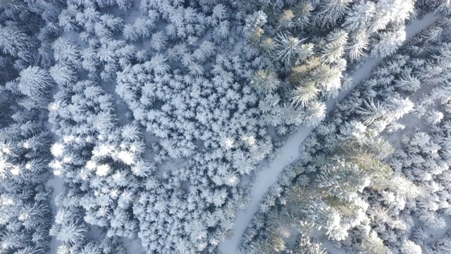 空中俯瞰拍摄的冬季云杉和松树林。被雪覆盖的树视频素材