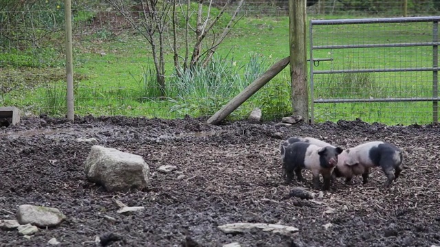 马鞍猪(sus scrofa domesticus)在泥泞的猪圈中玩耍视频素材