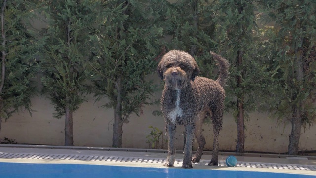 湿润的lagotto romagnolo看着视频素材