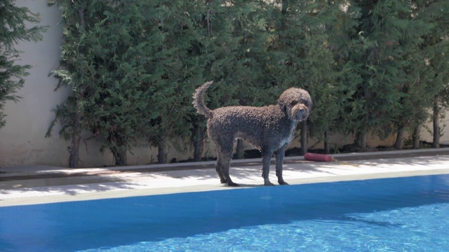 湿润的lagotto romagnolo看着视频素材