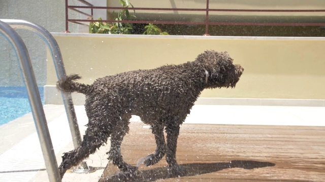 Lagotto romagnolo从泳池里出来视频素材