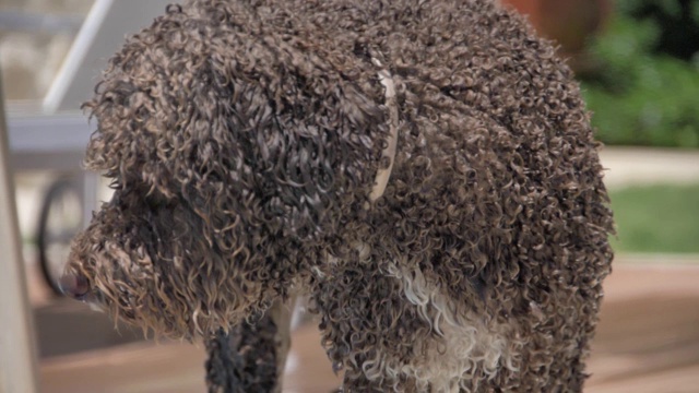 湿lagotto romagnolo看着你视频素材