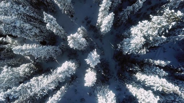 空中雪冬森林视频素材