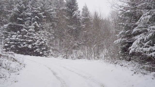 下雪的冬天的树木。雪地里的森林。树枝上覆盖着雪。冬天的背景视频素材