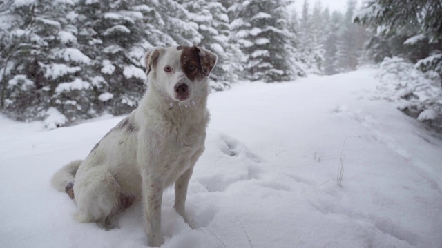 狗喜欢冬天森林里的新雪视频素材