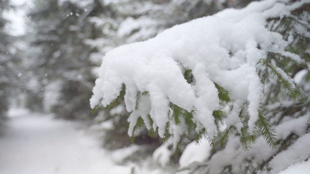 雪花落在冷杉树枝上视频素材