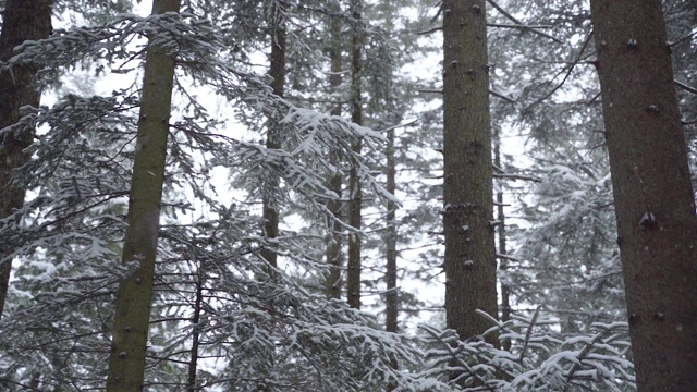 森林里白雪覆盖的树木，慢镜头视频素材