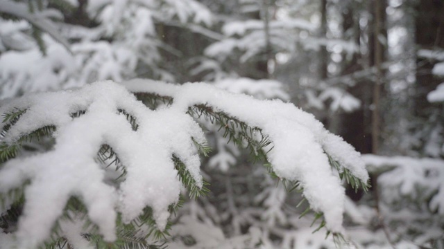 雪花落在冷杉树枝上视频素材