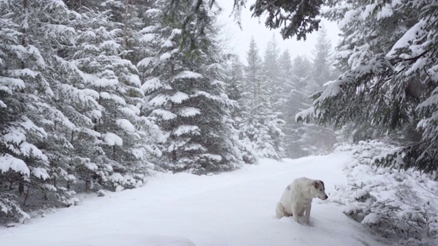 狗喜欢冬天森林里的新雪视频素材