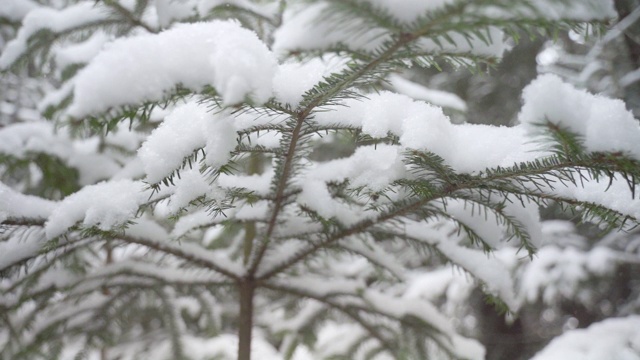 雪花落在冷杉树枝上视频素材