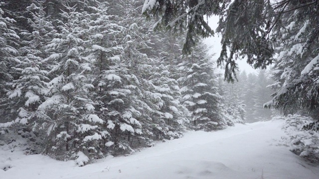 下雪的冬天的树木。雪地里的森林。树枝上覆盖着雪。冬天的背景视频素材