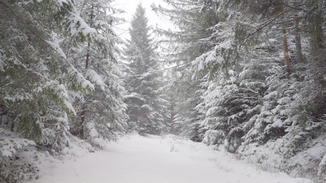 下雪的冬天的树木。雪地里的森林。树枝上覆盖着雪。冬天的背景视频素材