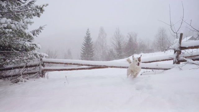 狗喜欢冬天森林里的新雪视频素材