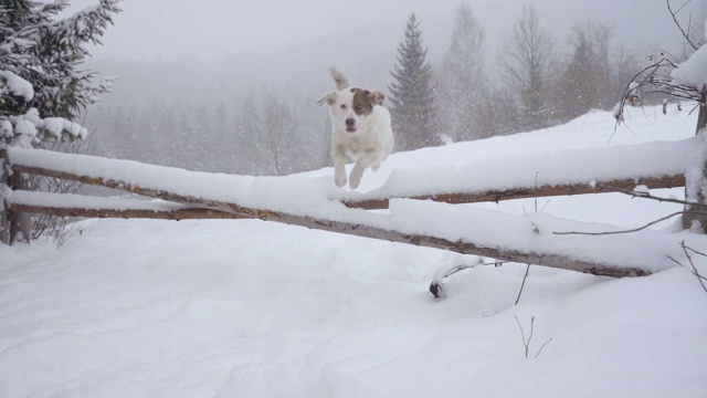 狗喜欢冬天森林里的新雪视频素材