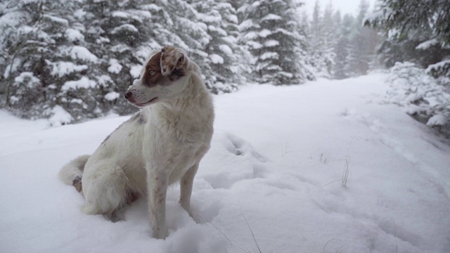 狗喜欢冬天森林里的新雪视频素材