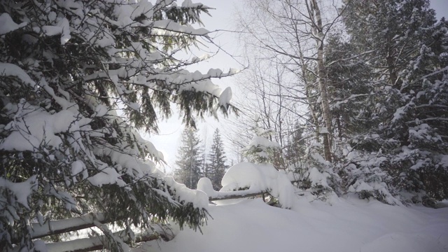 下雪的冬天的树木。白雪皑皑的冬日里，阳光普照冬日的树林。阳光在森林。阳光透过覆盖着雪的树枝照射进来。冬天的背景视频素材