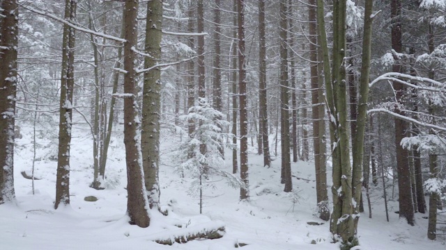 下雪的冬天的树木。雪地里的森林。树枝上覆盖着雪。冬天的背景视频素材