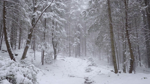 下雪的冬天的树木。雪地里的森林。树枝上覆盖着雪。冬天的背景视频素材