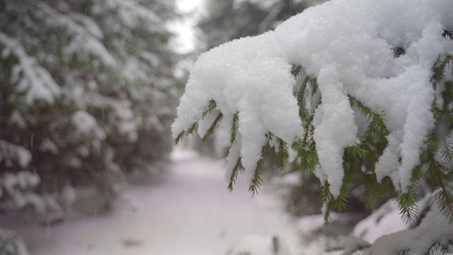 雪花落在冷杉树枝上视频素材