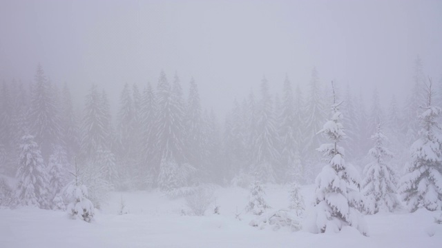 森林里白雪覆盖的树木，慢镜头视频素材