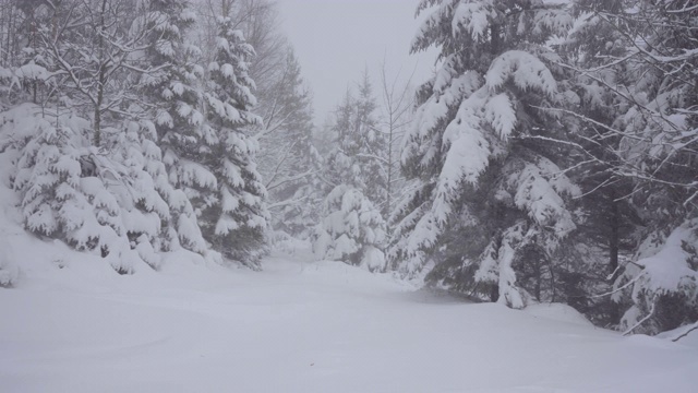 下雪的冬天的树木。雪地里的森林。树枝上覆盖着雪。冬天的背景视频素材